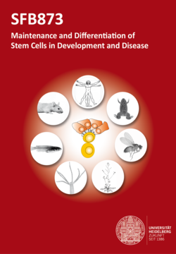 SFB 873: Maintenance and Differentiation of Stem Cells in Development and Disease