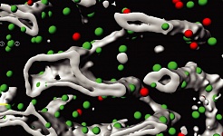 Three dimensional segmentation of a bone marrow region. Different niche cells (green and red dots) and blood vessels (grey) are highlighted. | © DKFZ, EMBL and University Hospital Zurich