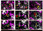 Source: Saçma, M., Pospiech, J., Bogeska, R. et al. Haematopoietic stem cells in perisinusoidal niches are protected from ageing. Nat Cell Biol (2019) doi:10.1038/s41556-019-0418-y