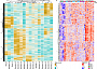 Meningioma heatmap