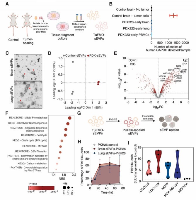Small extracellular vesicles and particles (sEVPs) derived from tumor ...