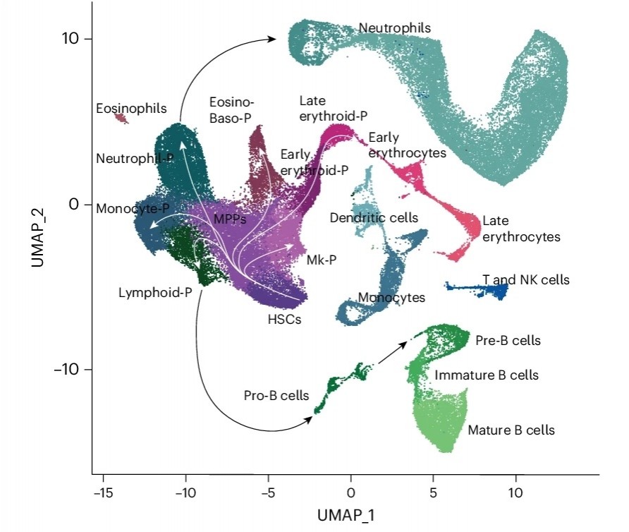 A kinetics-based model of haematopoiesisreveals extrinsic regulation of ...
