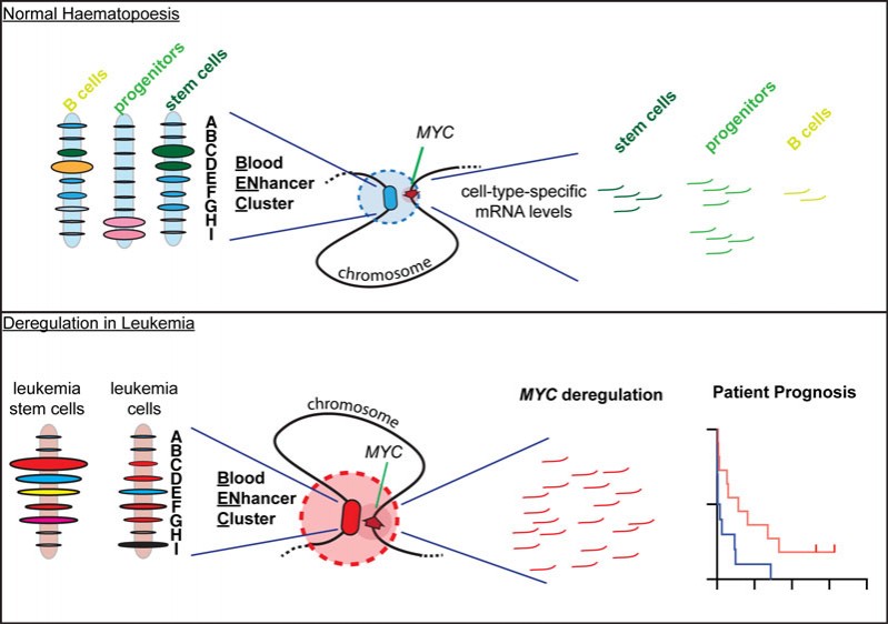 A Myc enhancer cluster regulates normal and leukaemic haematopoietic ...