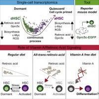 Cabezas-Wallscheid et al., Cell, 2017