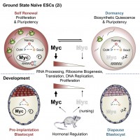 Scognamiglio et al., Cell, 2016, Graphical Abstract