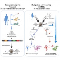 Thier et al., Cell Stem Cell 2019, Graphical Abstract