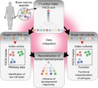 Velten et al., Nature Cell Biology, 2017