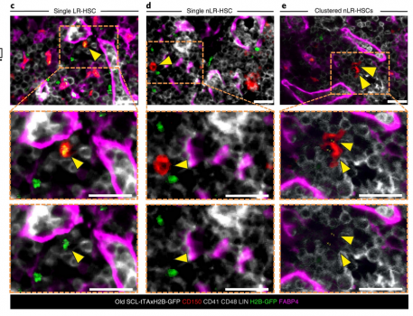 Source: Saçma, M., Pospiech, J., Bogeska, R. et al. Haematopoietic stem cells in perisinusoidal niches are protected from ageing. Nat Cell Biol (2019) doi:10.1038/s41556-019-0418-y