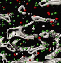 Three dimensional segmentation of a bone marrow region. Different niche cells (green and red dots) and blood vessels (grey) are highlighted. | © DKFZ, EMBL and University Hospital Zurich