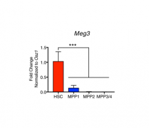 The lncRNA Meg3 is highly and specifically expressed in hematopoietic stem cells (HSCs). Source: www.nature.com/articles/s41598-019-38605-8