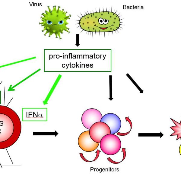 Inflammatory Stress in Stem Cells